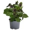Dehner Gourmet Garten Strauchbasilikum 'Magic Blue'