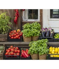 Tomate 'Garance' -Gartenmöbelgeschäft 8002578 WE MO 001 BellaItaliaTomatePaprikaBasilikum2021GC04