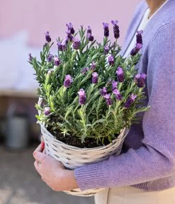 Schopf-Lavendel -Gartenmöbelgeschäft 8017014 WE MO 001 LavendelKorb