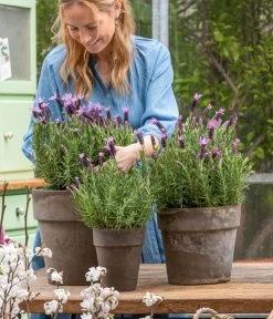 Schopf-Lavendel -Gartenmöbelgeschäft 8017014 WE MO 001 SchopfLavendelStoechas