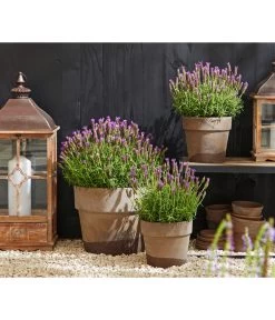 Schopf-Lavendel -Gartenmöbelgeschäft 8017014 WE MO 001 Schopflavendel