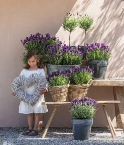 Schopf-Lavendel -Gartenmöbelgeschäft 8017089 8017014 8017105 8017147 8072852 3679602 3679727 3679735 WE MO 001 SchopfLavendel