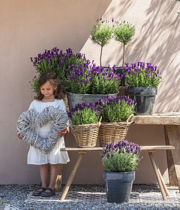 Schopf-Lavendel – Bild 5