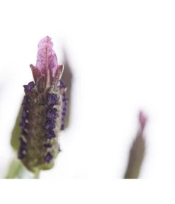 Schopf-Lavendel -Gartenmöbelgeschäft 8017089 PR DE 001 LavendelStoechasLavandulaStoechasT18DehnerExpressHerzig