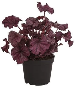 Purpurglöckchen 'Forever Purple'