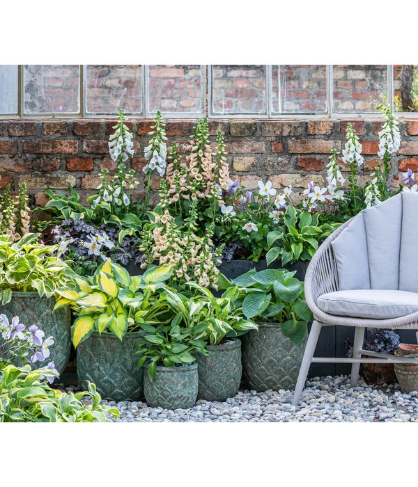 Purpurglöckchen 'Forever Purple' 3 Purpurglöckchen 'Forever Purple' – Bild 3