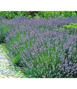 Lavendel -Gartenmöbelgeschäft 8034126 BildFS 001 LavendelLavendelHidcoteHx