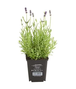 Lavendel -Gartenmöbelgeschäft 8034126 PR FS 001 LavandulaAngustifoliaT9HidcoteLavendelDehnerExpressHerzig