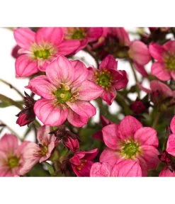 Moos-Steinbrech, Verschiedene Sorten -Gartenmöbelgeschäft 8036394 WE DE 002 SaxifragaInSortenSteinbrechT10