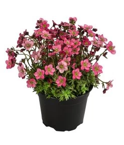 Moos-Steinbrech, Verschiedene Sorten