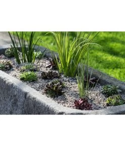 Dehner Kalmus -Gartenmöbelgeschäft 8036899 WE MO 002 SempervivumCarexHauswurzGrasLucknerMai2015