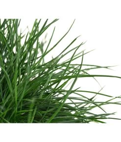 Blauschwingel 'Compact Blue' -Gartenmöbelgeschäft 8037780 WE DE 001 FestucaGlaucaIntenseBlueT11Blauschwingel