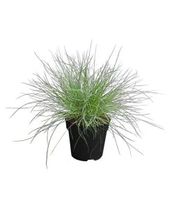 Blauschwingel 'Compact Blue'