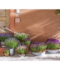 Lavendel-Set Lavendel-Vielfalt, 4-teilig -Gartenmöbelgeschäft 8042962 WE MO 001 LavendelLavendula 1