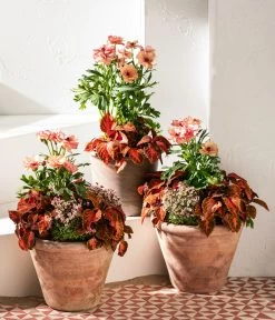 Moos-Steinbrech, Verschiedene Sorten -Gartenmöbelgeschäft 8048357 8036394 WE MO 001 RanunculusRococoT19SaxifragaT10 5