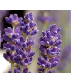 Lavendel