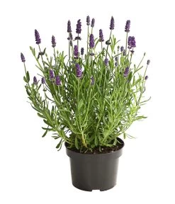 Lavendel