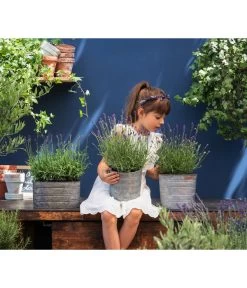 Duftlavendel, 6er-Schale 6 Duftlavendel, 6er-Schale -Gartenmöbelgeschäft 8092108 WE MO 03 LavendelT13 GC14 2020 02