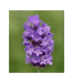 Lavendel 'No. 9' -Gartenmöbelgeschäft 8094070 PR DE 001 DownderryNo9Helix