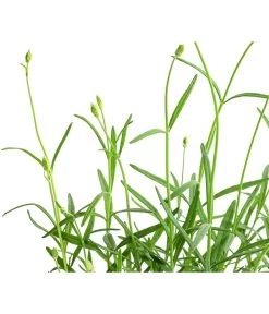 Lavendel 'No. 9' -Gartenmöbelgeschäft 8094070 WE DE 001 LavandulaAngustifoliaNO9LavendelT13