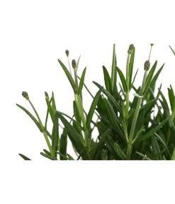 Lavendel 'Royal Blue' -Gartenmöbelgeschäft 8097545 WE DE 001 LavendelRoyalBlue1L