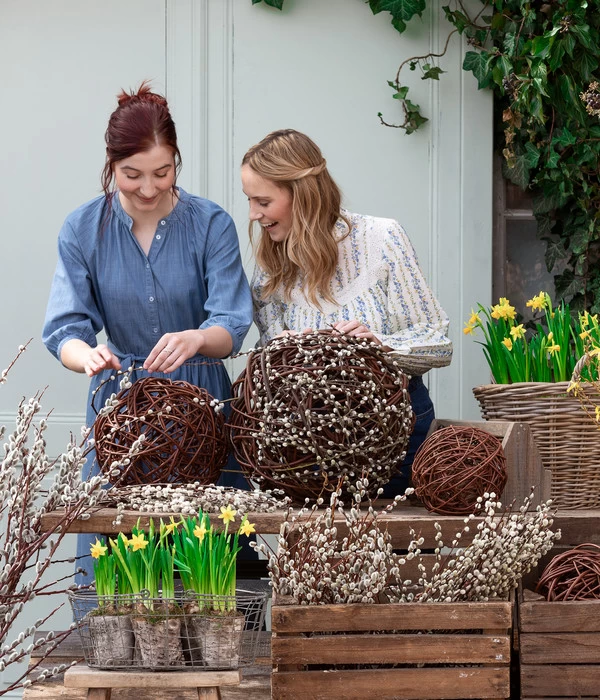 Narzissen 'Tête à Tête' In Birkentopf, Ca. Ø11 Cm 4 Narzissen 'Tête à Tête' In Birkentopf, Ca. Ø11 Cm – Bild 4