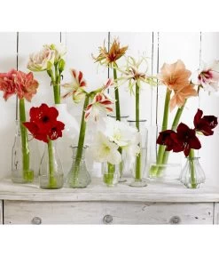 Amaryllis - Hippeastrum-Hybride -Gartenmöbelgeschäft 8201535 8201600 8736175 8646994 8700809 8114530 WE MO 001 Amaryllis 009