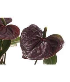 Flamingoblume - Anthurium Andreanum 'Brown Giant' -Gartenmöbelgeschäft 8201931 PR DE 001 AnthurieGiantChocolatBraunT14DehnerExpressHerzig