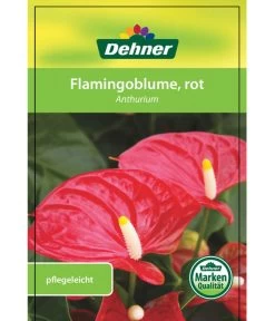 Große Flamingoblume - Anthurium Andreanum, Rot -Gartenmöbelgeschäft 8203408 FlamingoblumeRot Etikett 1