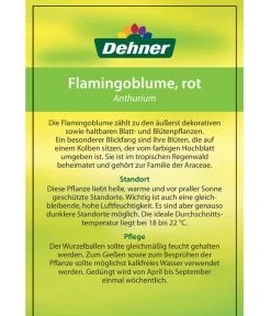 Große Flamingoblume - Anthurium Andreanum, Rot -Gartenmöbelgeschäft 8203408 FlamingoblumeRot Etikett 2