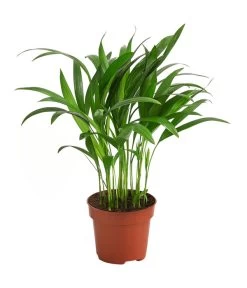 Goldfruchtpalme - Dypsis Lutescens