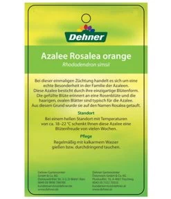 Zimmerazalee - Rhododendron Simsii 'Rosalea' -Gartenmöbelgeschäft 8206021 AzaleeRosaleaOrangeEtikett2