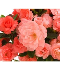 Zimmerazalee - Rhododendron Simsii 'Rosalea' -Gartenmöbelgeschäft 8206021 PR DE 001 Azalea RosaleaApricotDehnerExpressHerzig