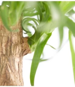 Elefantenfuß - Beaucarnea Recurvata, In Keramik -Gartenmöbelgeschäft 8207961 PR DE 001 BeaucarneaRecurvataElefantenfussDehnerExpressZS