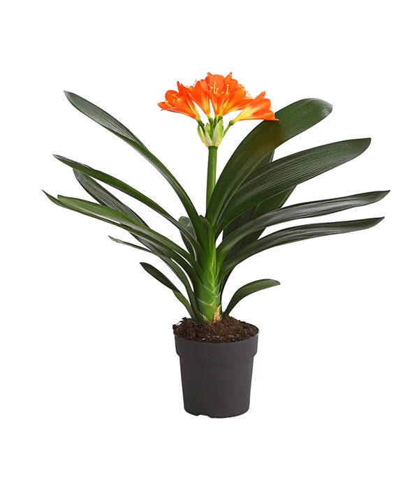 Zimmer-Klivie - Clivia Miniata, Orange 1 Zimmer-Klivie - Clivia Miniata, Orange