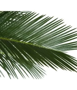 Sagopalmfarn - Cycas Revoluta 5 Sagopalmfarn - Cycas Revoluta -Gartenmöbelgeschäft 8216236 BildD 001 PalmfarnCycasRevoluta45