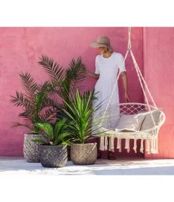 XXL Kanarische Dattelpalme, Ca. 140-160 Cm -Gartenmöbelgeschäft 8216277 WE MO 001 DracaenaIndivisiaT20 1