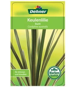 Keulenlilie - Cordyline Australis Variegata -Gartenmöbelgeschäft 8216368 CorylineBuntEtikett1