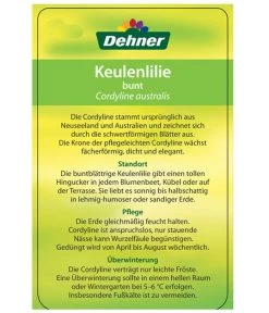 Keulenlilie - Cordyline Australis Variegata -Gartenmöbelgeschäft 8216368 CorylineBuntEtikett2