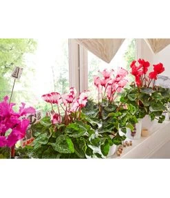 Alpenveilchen, Gefranst 22 Alpenveilchen, Gefranst -Gartenmöbelgeschäft 8217473 8217911 WE MO 002 AlpenveilchenCyclamenGefranstT12UveSauer