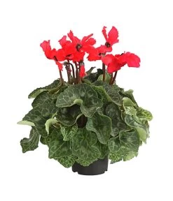 Alpenveilchen, Gefranst