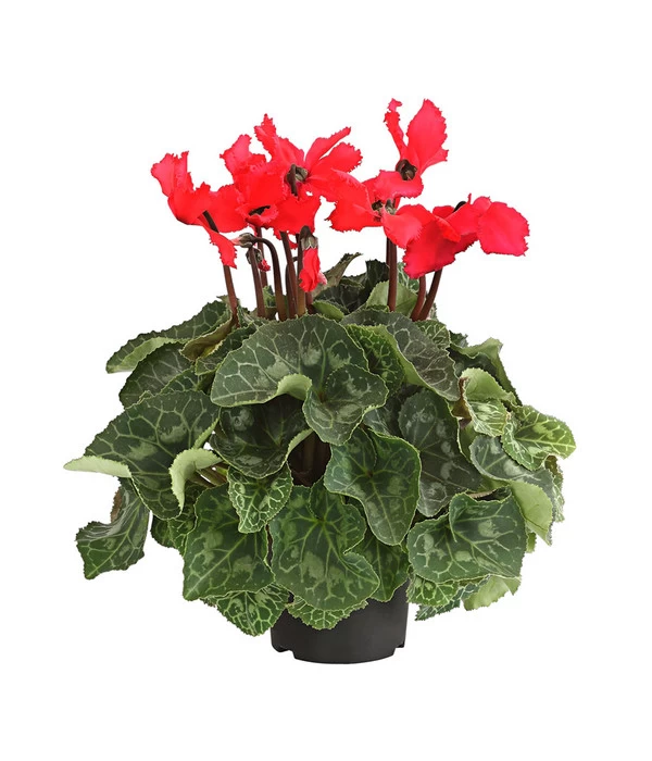 Alpenveilchen, Gefranst 1 Alpenveilchen, Gefranst