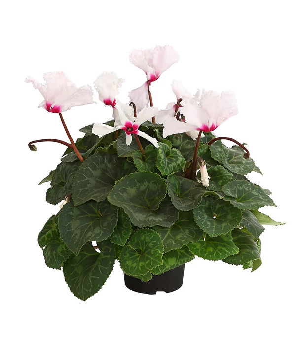 Alpenveilchen, Gefranst 2 Alpenveilchen, Gefranst – Bild 2