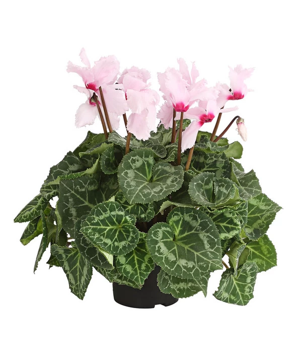 Alpenveilchen, Gefranst 3 Alpenveilchen, Gefranst – Bild 3