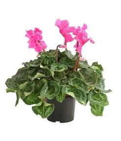 Alpenveilchen, Gefranst 15 Alpenveilchen, Gefranst -Gartenmöbelgeschäft 8217473 PR FS 003 AlpenveilchenCyclameGefranstT12DehnerExpressHerzig