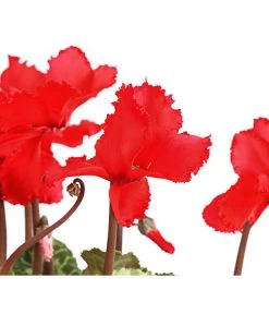 Alpenveilchen, Gefranst 17 Alpenveilchen, Gefranst -Gartenmöbelgeschäft 8217473 WE DE 001 AlpenveilchenCyclameGefranstT12DehnerExpressHerzig