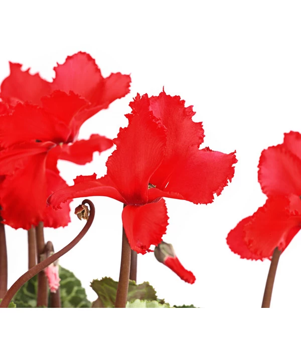 Alpenveilchen, Gefranst 6 Alpenveilchen, Gefranst – Bild 6