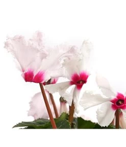 Alpenveilchen, Gefranst 19 Alpenveilchen, Gefranst -Gartenmöbelgeschäft 8217473 WE DE 001 AlpenveilchenCyclamenGefranstWeissT12DehnerExpressHerzig