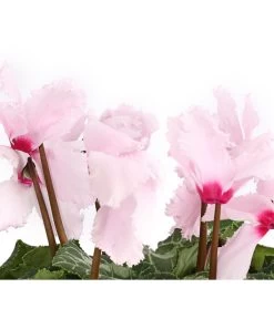 Alpenveilchen, Gefranst 16 Alpenveilchen, Gefranst -Gartenmöbelgeschäft 8217473 WE DE 002 AlpenveilchenCyclameGefranstT12DehnerExpressHerzig