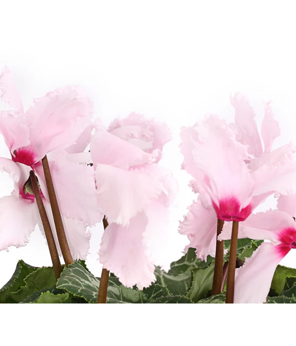 Alpenveilchen, Gefranst 5 Alpenveilchen, Gefranst – Bild 5